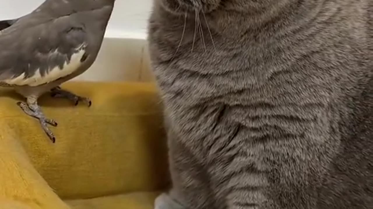 "Feathered Fun: A Playful Encounter Between Cat and Bird"