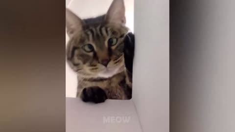 special cat, great fun to watch
