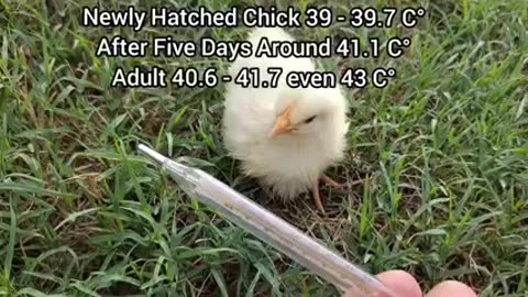 Importance of heat for chick