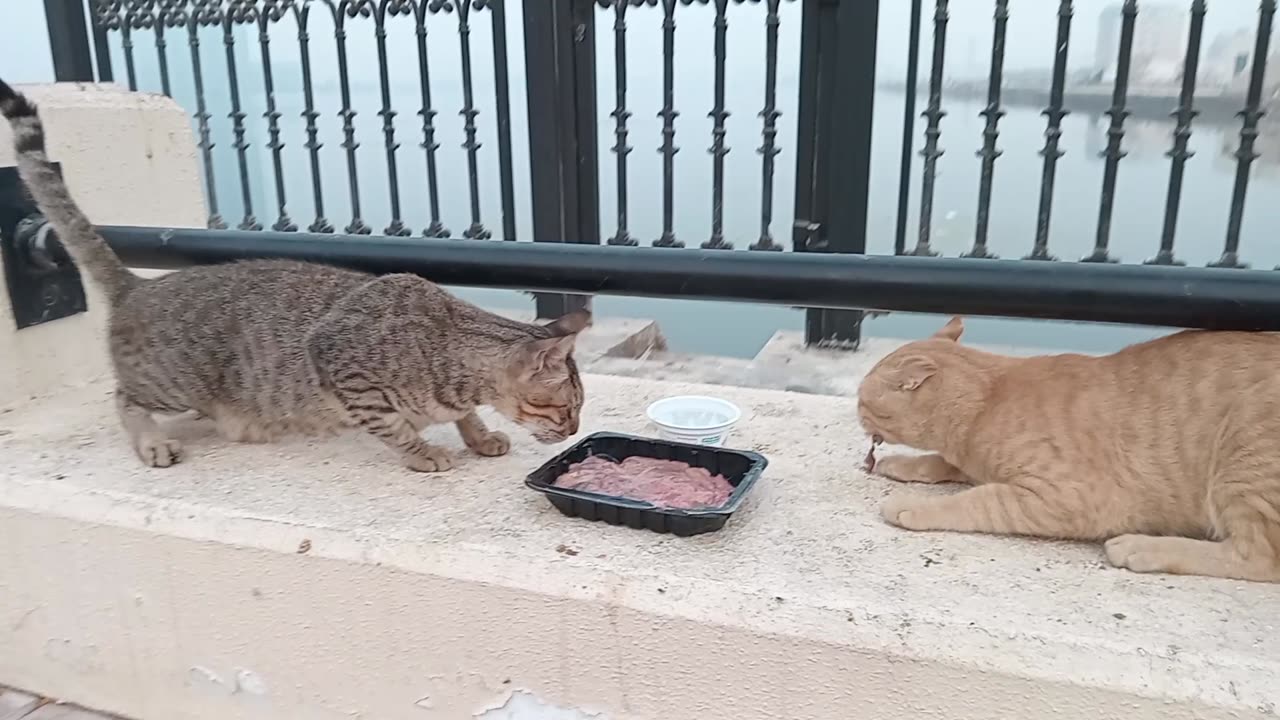 MICHAEL JACKSON & ED SHEERAN - Homeless cats in Ras Al Khaimah, UAE #cat #EdSheeran #MichaelJackson