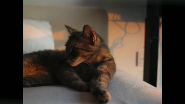 The most funny cat most funny video....🤣🤣🤣😽😽😽😽😽🤔🤔🤔😆😆😆😆😆😚😚😚😚😚😚😚😘😘😘😘