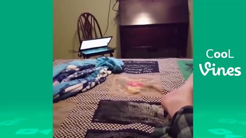 Try Not To Laugh Challenge - Funny Cat & Dog Vines compilation