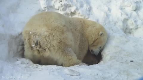 Amazing-scene of wild-animal