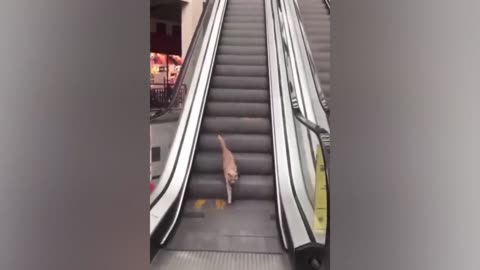 Cute dog and cat funnyvideo my favourite video