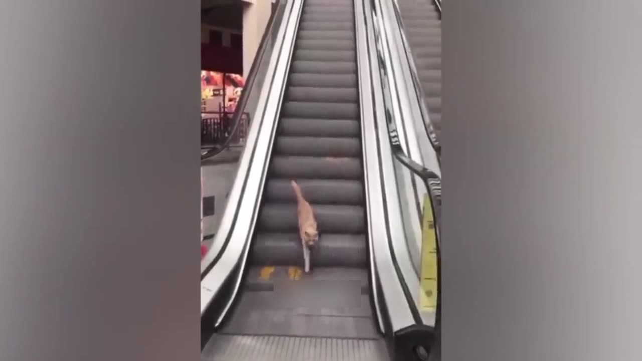 Cute dog and cat funnyvideo my favourite video