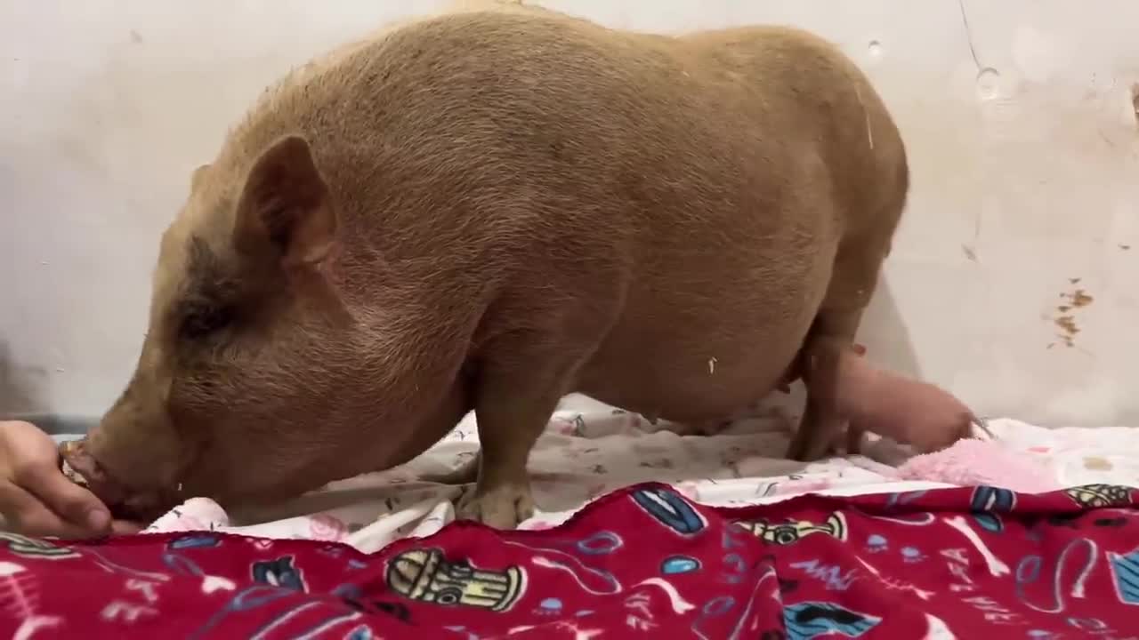 Rescued Mama Pig & Baby Piglet Talking to Each Other