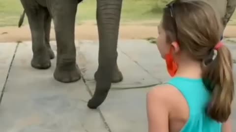 Funny elephant and child video