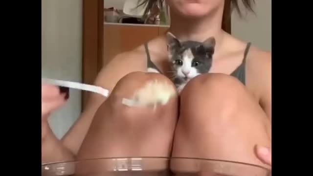 Funniest cat videos #90 - HILARIOUS!