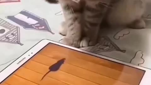 funny cat