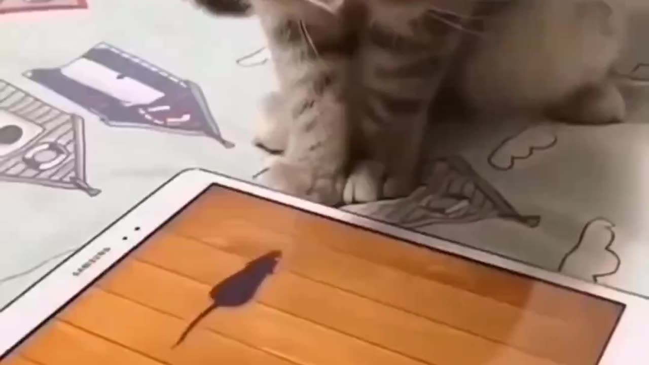 funny cat