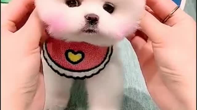 Cute🙂 puppy🐶 short