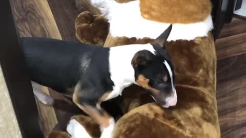 Angry dog drags his prey to his den