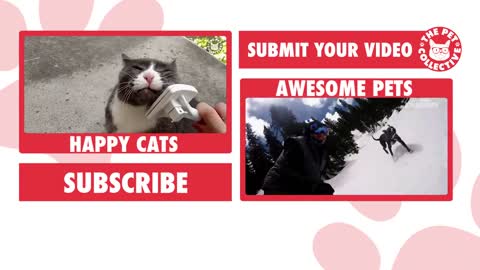 Videos of Cute and Funny Cats to Make You Smile