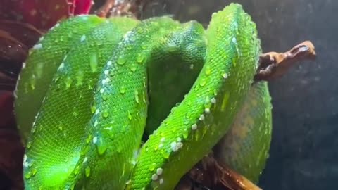 beautiful snake