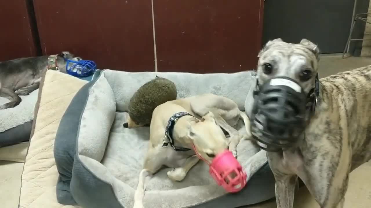 My Greyhound learns to Roo