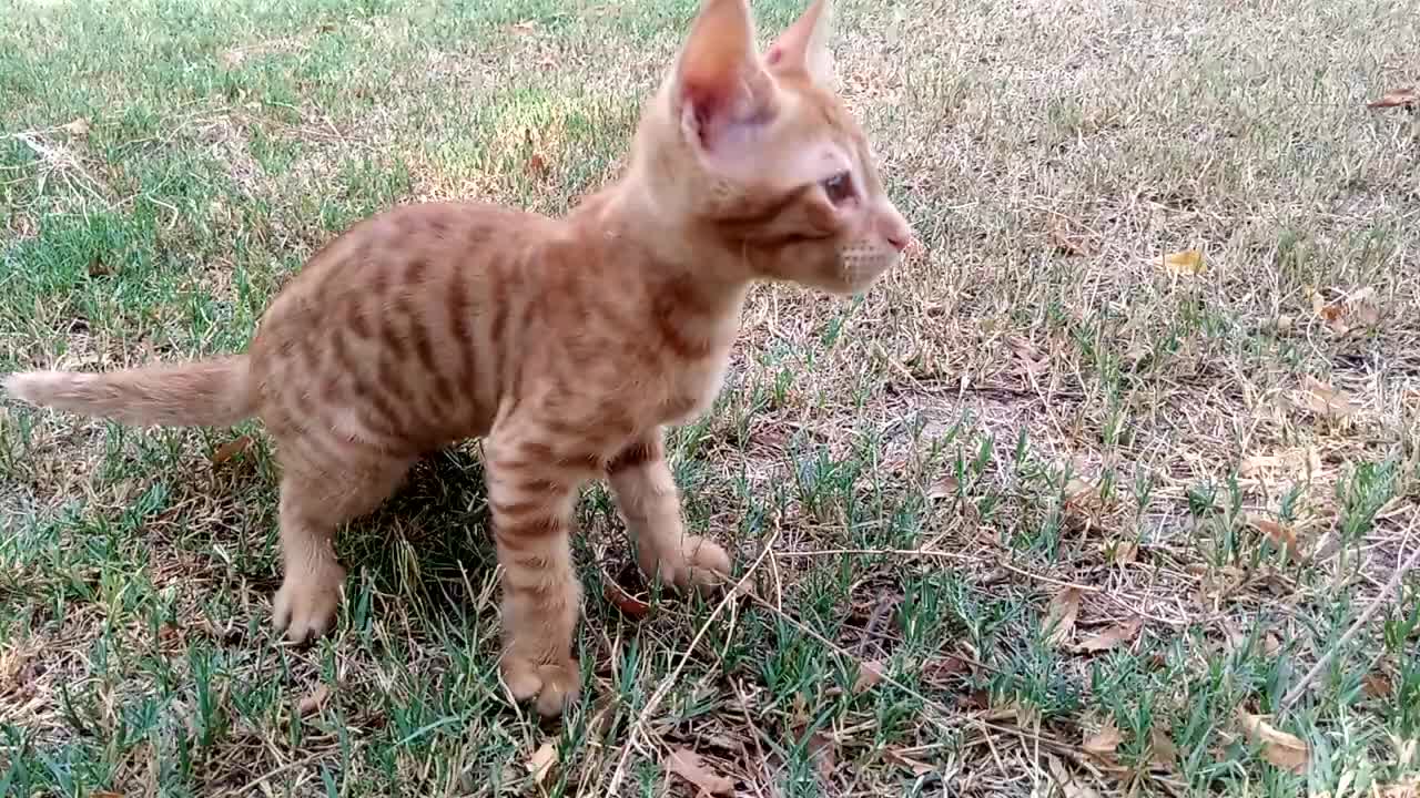 Small Beautiful Cat Playing on Ground