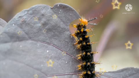 Insects also eat trees.