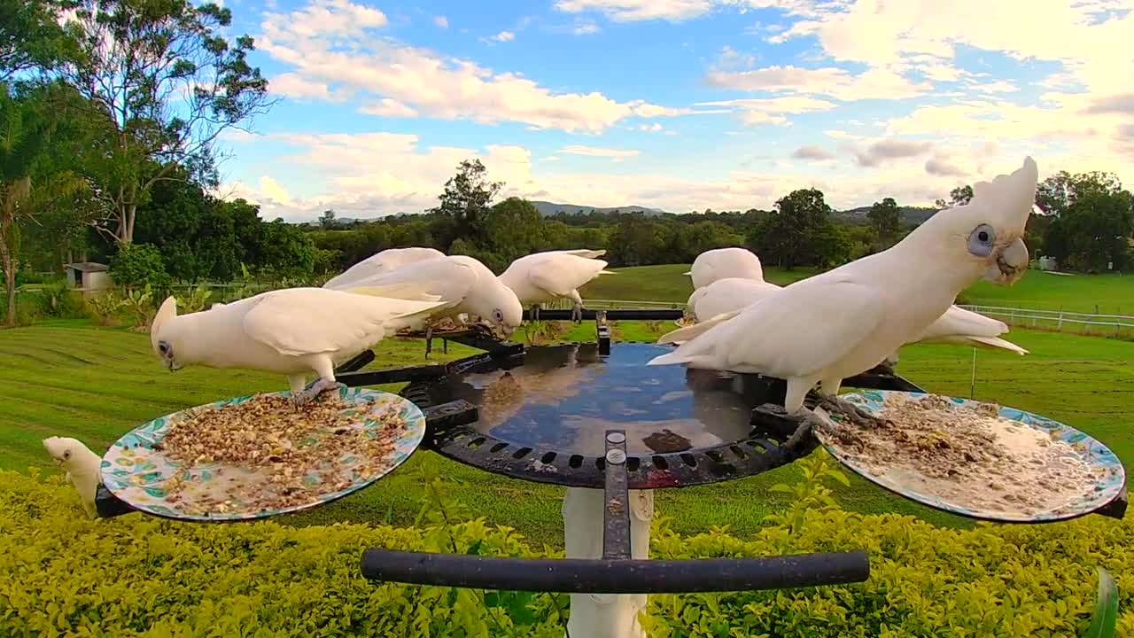 8 minutes of Beautiful Birds feeder •Nature, Fall Asleep, Relaxing music