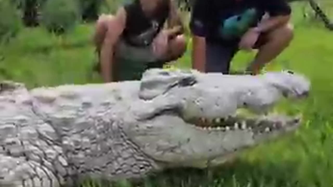 Crocodile