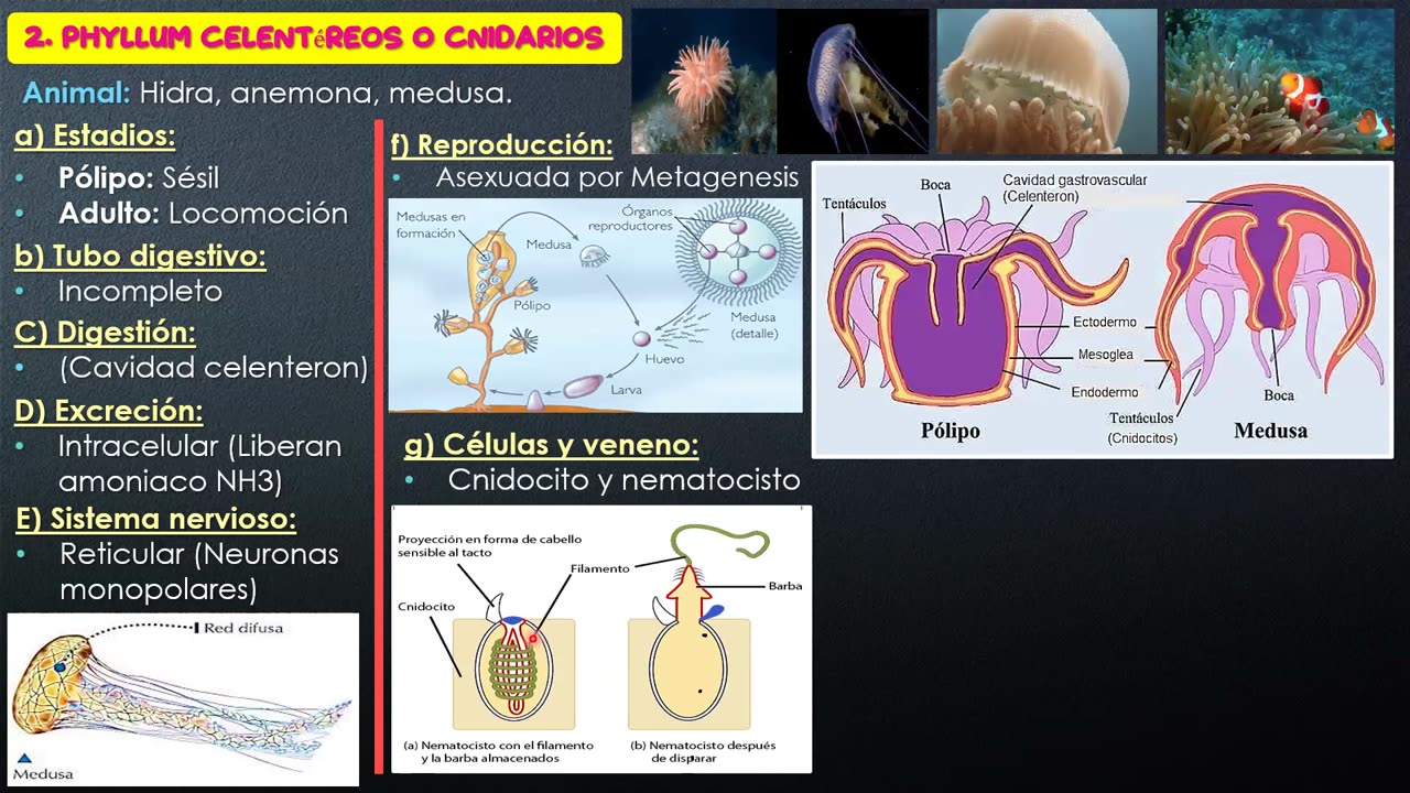 PAMER SEMESTRAL ESCOLAR 2022 | Semana 10 | Biología