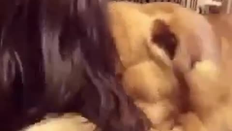 Golden Retriever Being Adopted