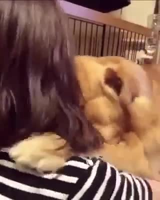 Golden Retriever Being Adopted