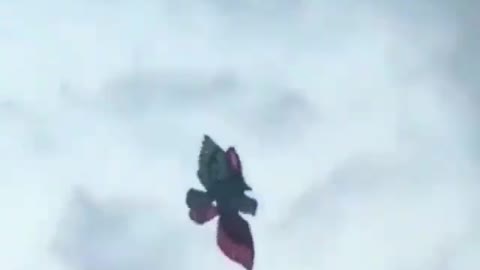 This is a beautiful and charming water-dwelling species