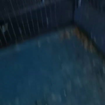 Budgie Breading #budgies #shorts #part1