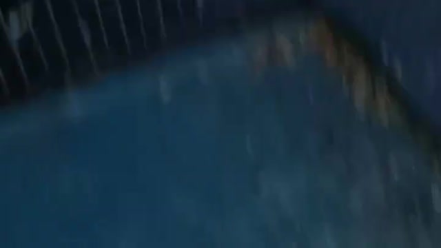 Budgie Breading #budgies #shorts #part1