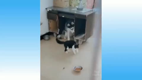 Funniest cat & dog fight 😹🤣