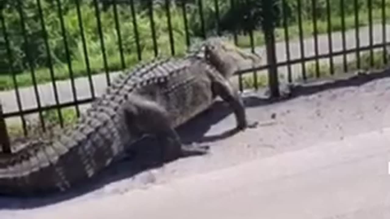 Giant alligator bends metal fence while forcing its way through