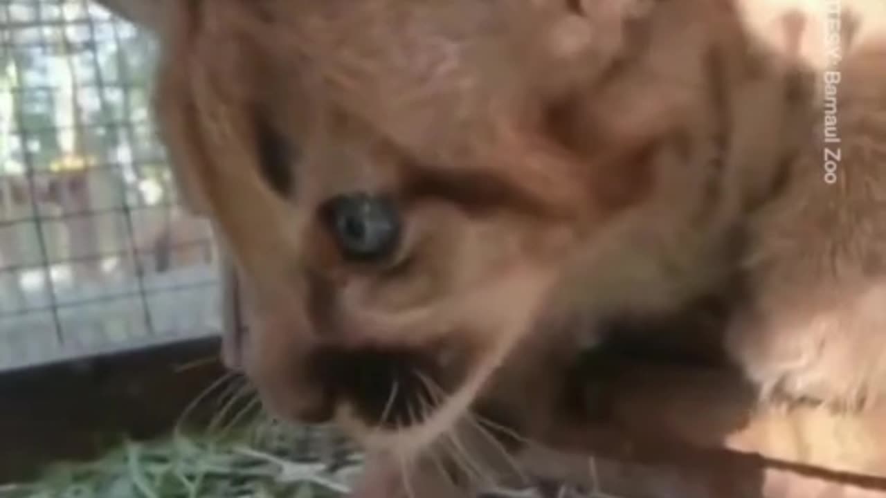 Barnaul Zoo's cougar kitten tastes meat for the first time