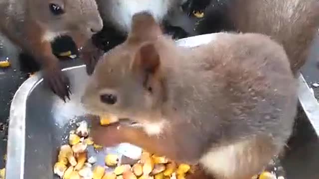 The squirrel