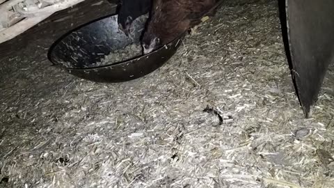 A visually impaired hen is pecking at its food