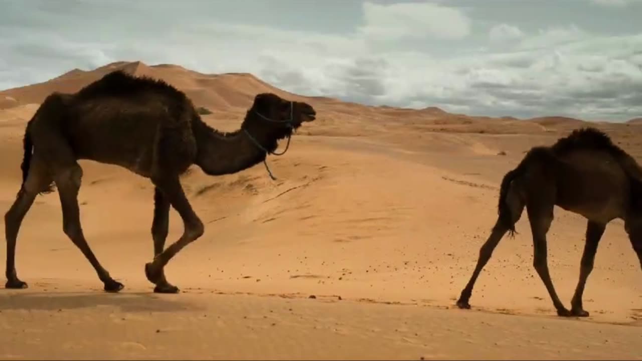 CAMEL