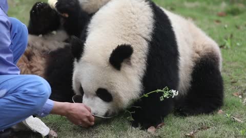 The giant panda