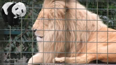 Watch the lion up close