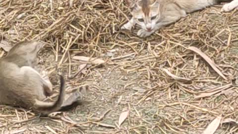 Cat Playing with MOM!