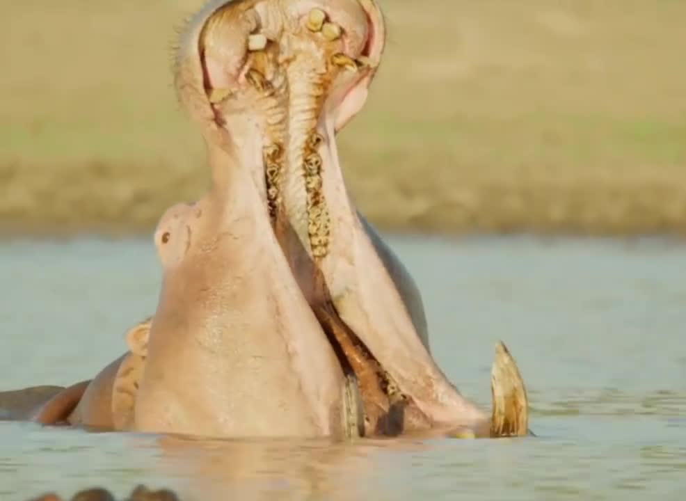 A hippopotamus