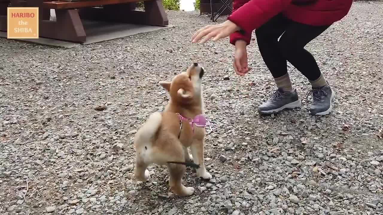 Shiba Inu from Puppy to Adult (8 weeks to 1 year)