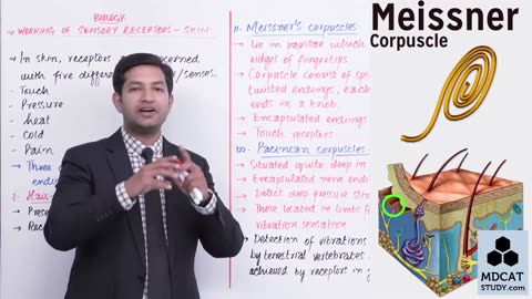 LEC#7 WORKING OF SENSORY RECEPTORS (SKIN)