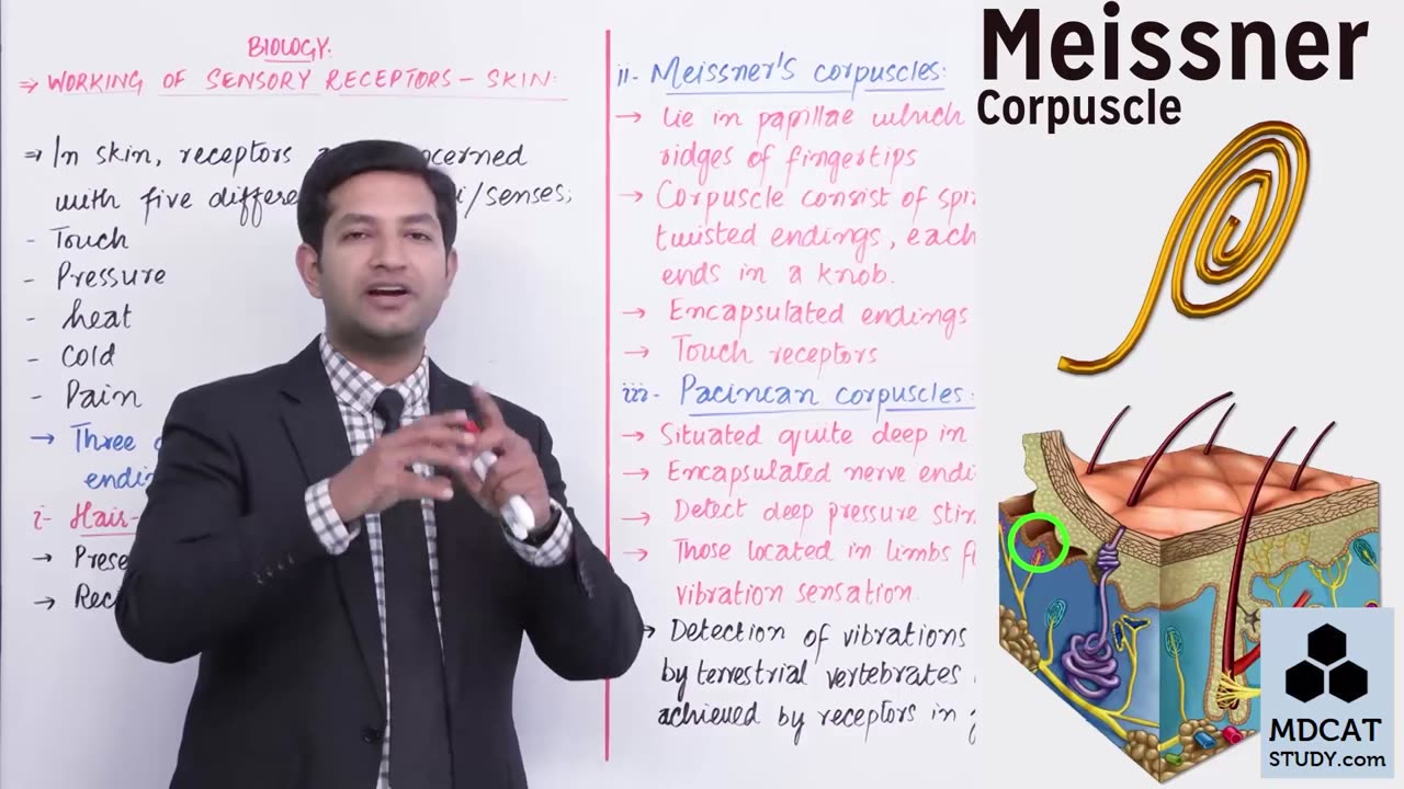LEC#7 WORKING OF SENSORY RECEPTORS (SKIN)
