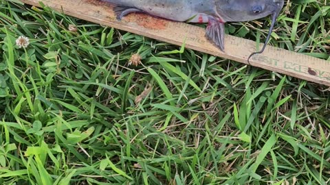 16 inch channel catfish