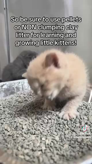 Kitten training important information