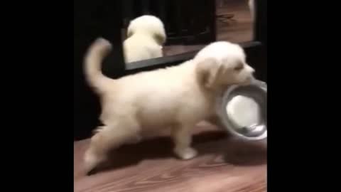 You have a bowl ready for a cute dog before dinner time?