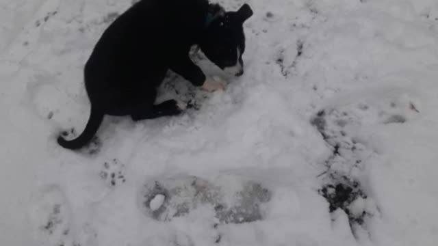 Playing with the snow with my Puppy