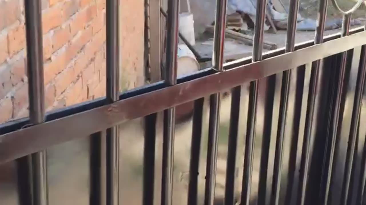 Large Dog Lunges Through Fence