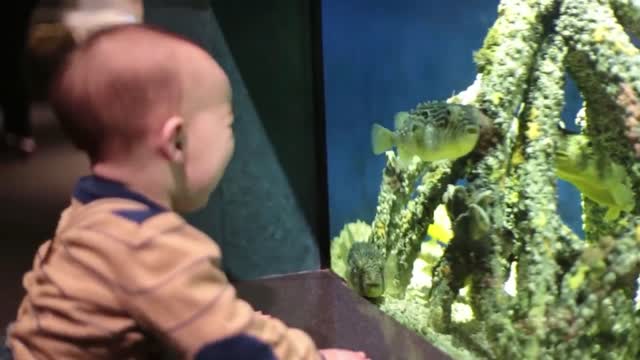 Funny Baby at the Aquarium