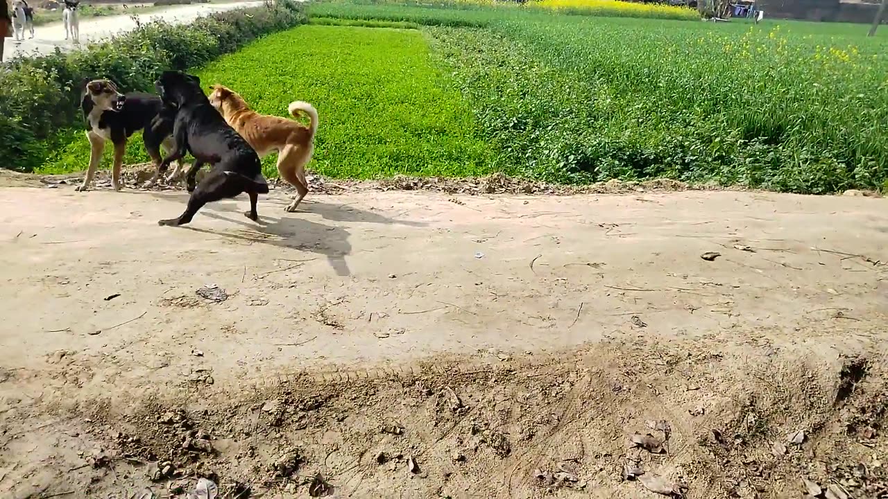 Streets dogs fights