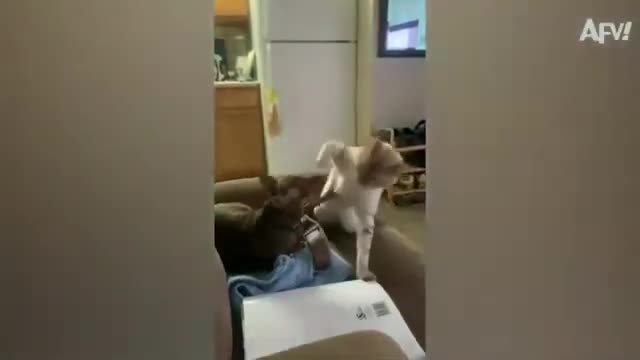 Funny Dogs and Cats,Make you Laugh 😂😂👌